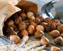 Tulip bulbs in the pot