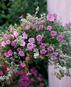 Petunia 'Softrose' (petunia)