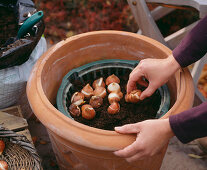 Puting tulip bulbs in tub in autumn