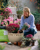 Chrysanthemum pot