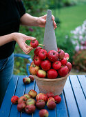 Apfelpyramide: Malus / Äpfel mit Holzstäben in Trockenoasispyramide stecken