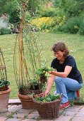 Willow climbing frame, summer planting (1/8)