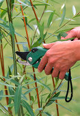 Willow climbing frame, summer planting (3/8)