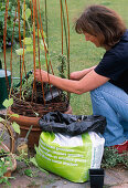 Willow climbing frame, summer planting (6/8)