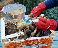 Dahlia (Dahlia), tubers wintering