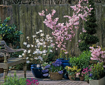 Magnolia stellata, Prunus, Hyacinthus