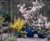 Forsythia Intermedia, Prunus, Magnolia Stellata