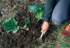 Planting rhubarb step by step
