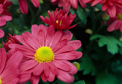 Chrysanthemum indicum 'Talbot Jo' (Herbstchrysantheme)