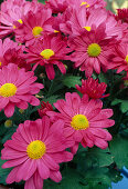 Chrysanthemum indicum 'Talbot Jo' (Autumn Chrysanthemum)