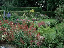 Centranthus ruber 'Albus', 'Coccineus' (white and red spurflower), view of colourful perennial bed and lawn