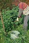 Woman cutting (Urtica dioica) nettles for nettle stock