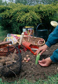 Plant summer bulbs in May: Gladiolus (gladioli), basket with dahlia bulbs