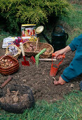 Planting summer bulbs in May: Gladiolus (gladioli), basket with dahlia tubers