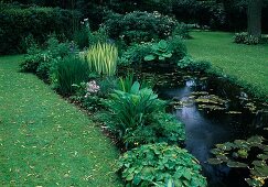 Pond with Nymphaea (water lilies), Iris pseudacorus 'Variegata' (marsh iris), on the bank Epimedium (fairy flowers), Hosta (hostas), Primula (primroses), in the back Rhododendron (alpine roses)