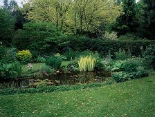 Pond with Nymphaea (water lilies), Iris pseudacorus 'Variegata' (marsh iris), on the bank