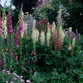 Bed with Lupinus (lupines) and Digitalis (foxglove)