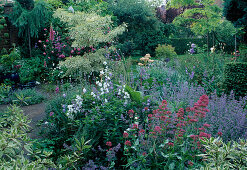 Centranthus ruber (spur flowers), Campanula (bellflowers), Nepeta (catmint), Cornus controversa 'Variegata' (white variegated dogwood)