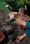Planting summer bulbs in May: Plant gladiolus (gladioli), basket with dahlia tubers, dahlia (dahlia) with support