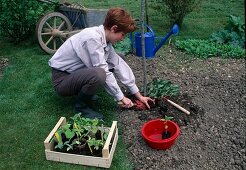 Frau pflanzt vorgezogene Jungpflanzen von Tomaten (Lycopersicon) in Beet, Obstkiste mit Gemüse-Jungpflanzen, Brennesseln als Dünger