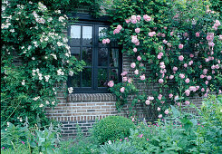 Rosa 'Constance Spry' Englische Rose, Kletterrose, einmalblühend, guter Duft