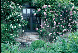 Rosa 'Constance Spry' English rose, climbing rose, single flowering, good fragrance