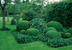 Schattenbeet mit geschnittenen Kugeln aus Buxus (Buchs) und Hedera (Efeu), Efeu als Beeteinfassung