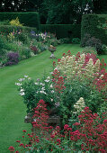Centranthus ruber 'Albus', 'Coccineus' (white and red spur flower), view of colourful shrub bed and lawn, hedges separating garden spaces