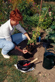 Planting woody plants 