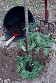 Beim Einpflanzen von Tomaten Komposterde und Brennesseln mit ins Pflanzloch geben