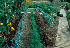 Development of a vegetable garden, August