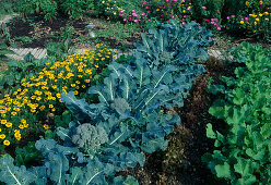Mischkultur mit Brokkoli (Brassica) und Tagetes (Studentenblumen)