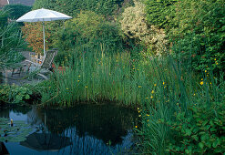 Teich mit Scirpus lacustris (Simsen), Ranunculus flammula (Wasserhahnenfuß, Brennender Hahnenfuß), Terrasse mit Sitzplatz und Sonnenschirm
