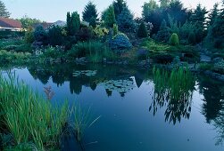 Water garden - Picea pungens, Hosta, Santolina pinnata