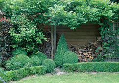 Buxus sempervirens (boxwood) as balls, cones and hedges, Fraxinus (ash), firewood on shed wall