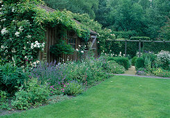 Rosa 'Guirlande d'amour' (Ramblerrose) und Wisteria (Blauregen) am Gartenhaus, öfterblühend mit gutem Duft, Nepeta (Katzenminze), Geranium (Storchschnabel)