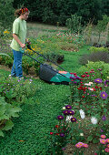 Woman mowing path of white clover (Trifolium repens) between beds, Callistephus (summer aster)