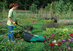 Woman mowing white clover (Trifolium repens) path between beds