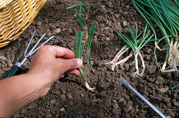 Allium cepa from plants