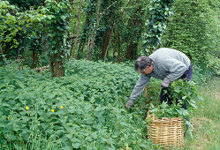 Man collects stinging nettle (Urtica dioica)