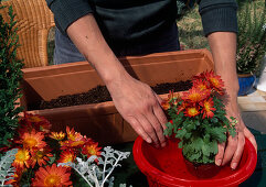 Kasten mit Herbstblumen bepflanzen Pflanzen im Topf tauchen zur guten Durchfeuchtung