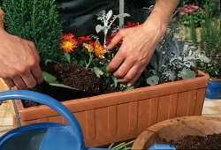 Kasten mit Herbstblumen bepflanzen: die Lücken mit Erde füllen