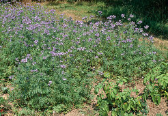 Gründüngung schneiden und einarbeiten Gründüngung mit Phacelia (1/5)