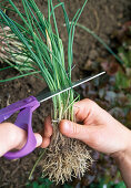 Divide and plant the chives Shorten the chives by approx. (3/4) of the total length (3/5)