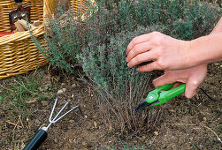 Harvesting thyme Do not cut too low (2/3)