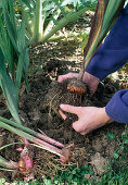 Winterising gladioli 3rd step: Carefully remove soil from the removed bulbs (3/11)