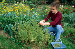 Herb seed harvest: Nigella damascena (Maid in the Green)