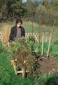 Harvesting a bed with annuals Removing the plants for composting (2/3)