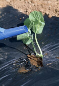 Plant Cucumis (melon) in black film (evaporation protection, weed reduction), water plant (6/6)