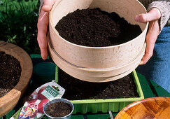 Vegetable sowing Lightly sieve (cover) dark sprouts with soil (6/8)